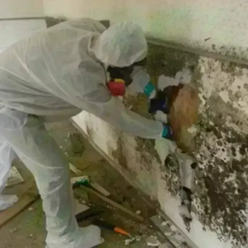 Mold Remediation and Removal in Marine City, MI